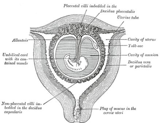 Superfetación. ScientificAmerican